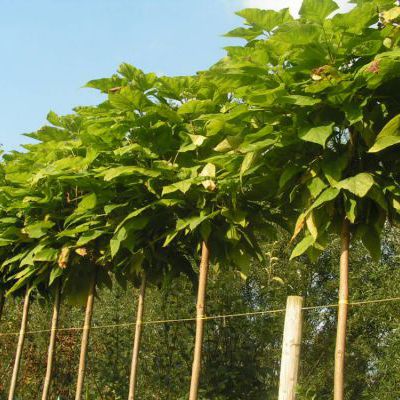 Verwonderend Bomen in pot (Bomen) - Boon | Boomkwekerij & tuinplanten RH-09